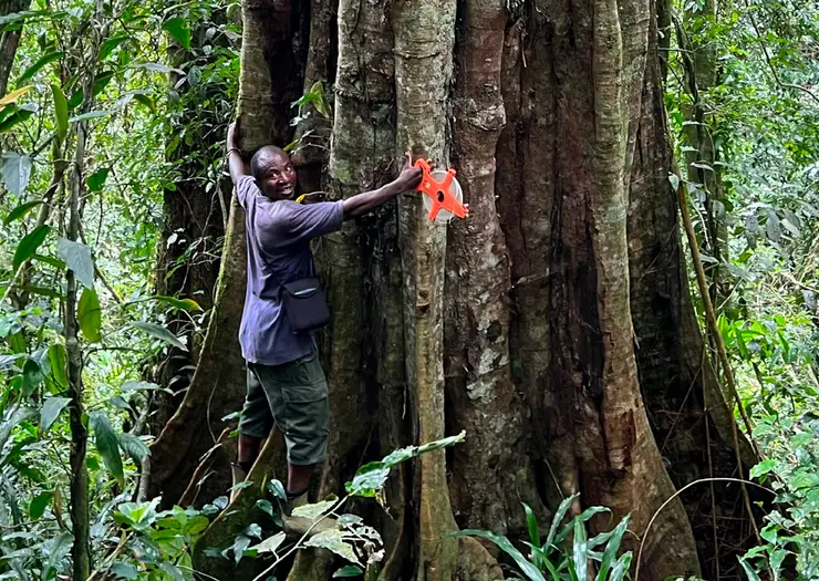 nueva especie de árbol