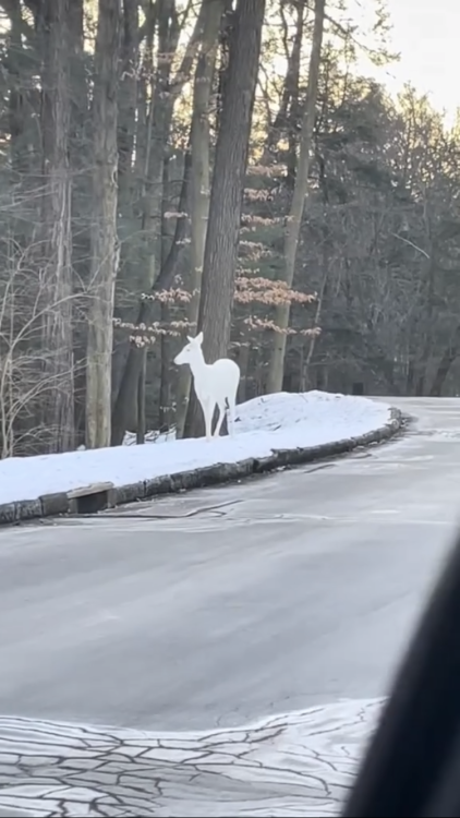 Se encuentra un ciervo albino, ejemplar sumamente raro y hermoso