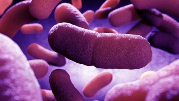 Científicos encuentran ancestro de "Peste Negra" en una oveja