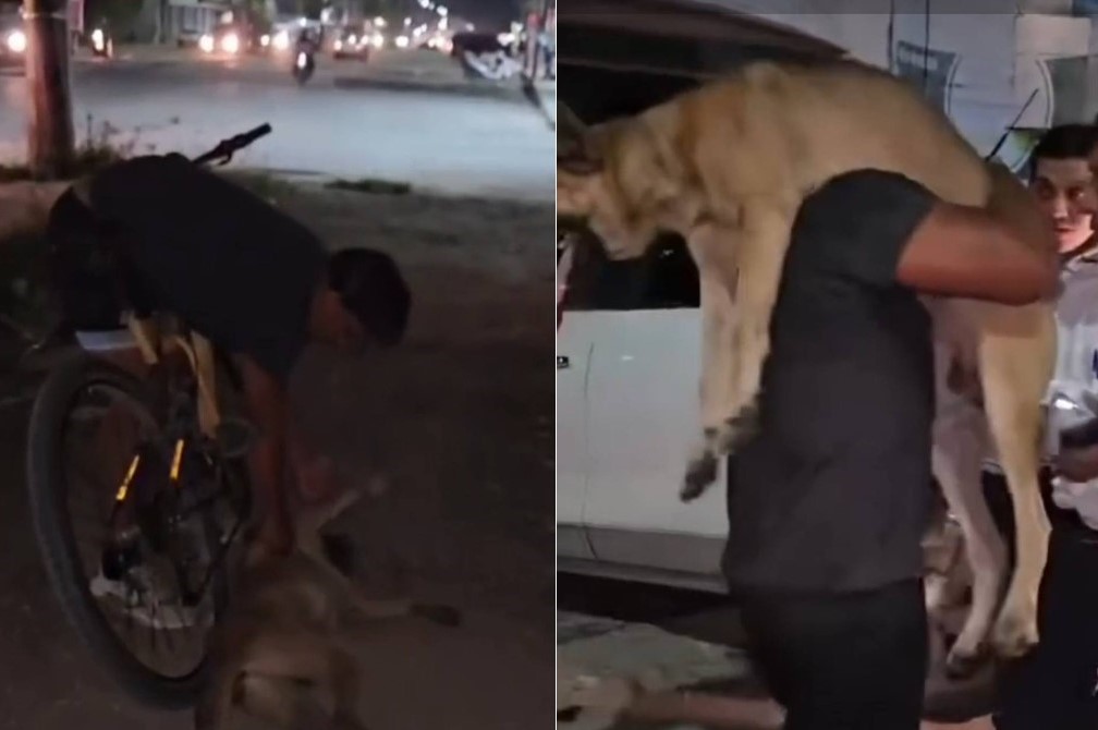 Investigan maltrato animal en Escárcega