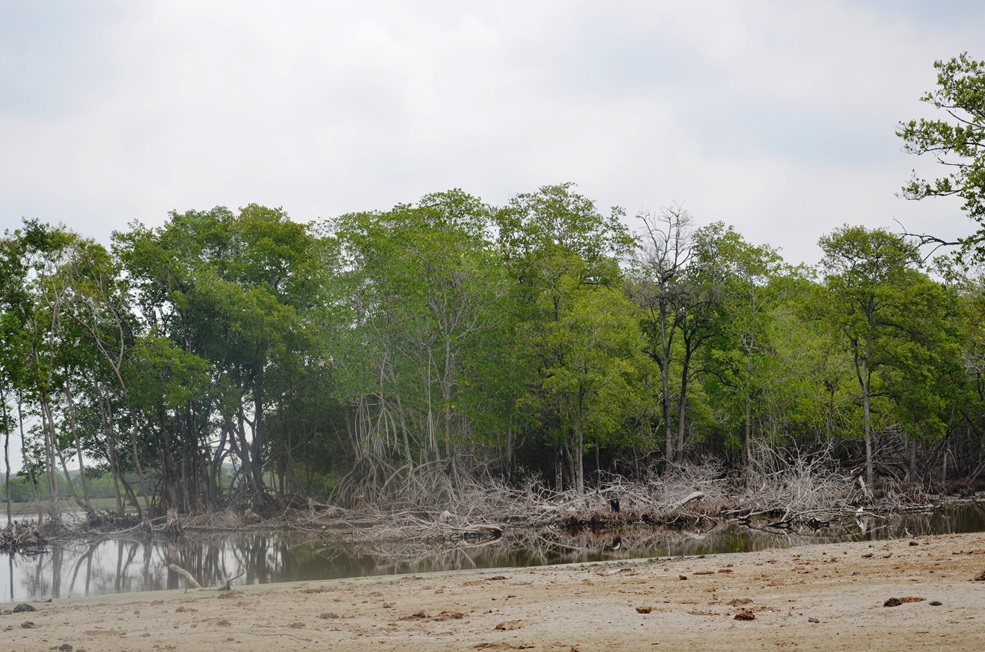 Restauración de manglares pueden contribuir a resolver parte del calentamiento global