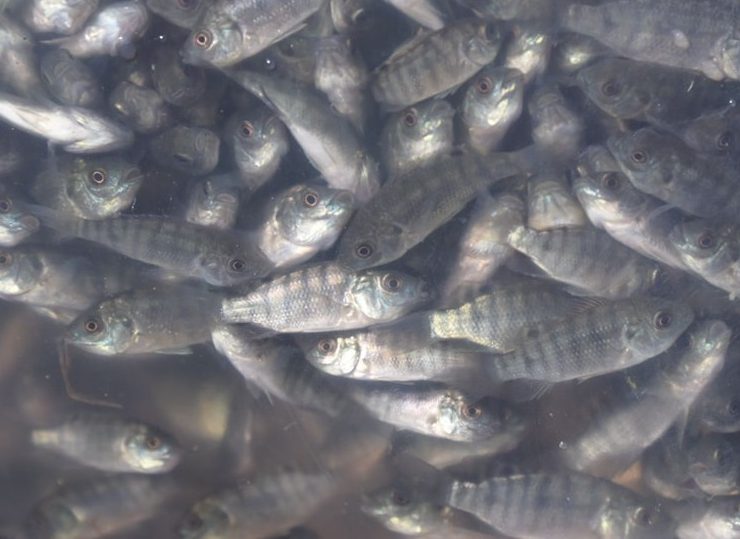 Mueren más mojarras en estanques rústicos por calentamiento del agua