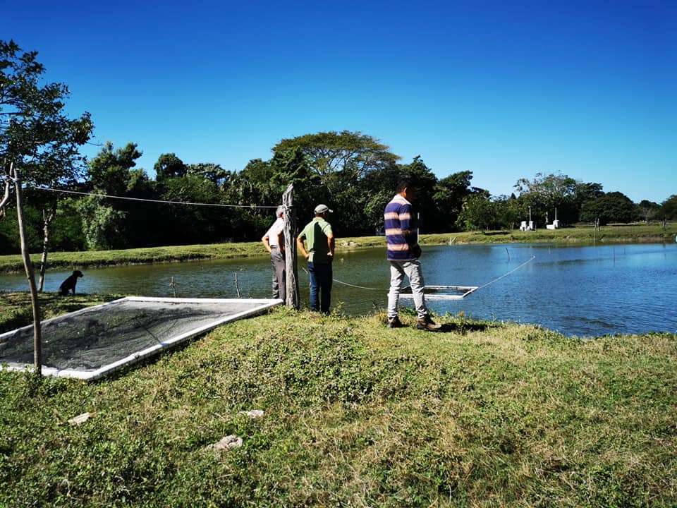 Mueren más mojarras en estanques rústicos por calentamiento del agua