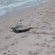 Tortuga Lora desova en Playa Norte