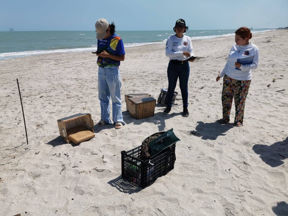 Tortuga Lora desova en Playa Norte