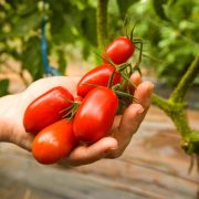 Arancel de Trump amenaza miles de empleos en el campo mexicano