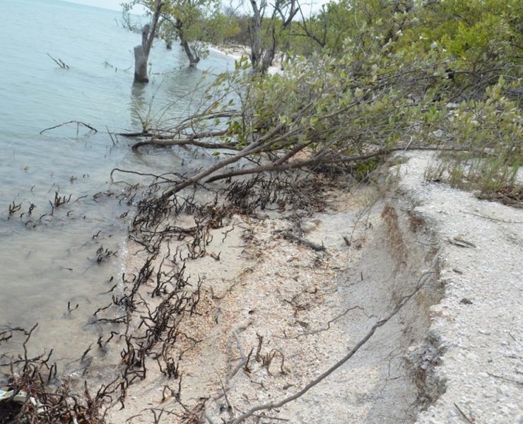 Restauración de manglares pueden contribuir a resolver parte del calentamiento global