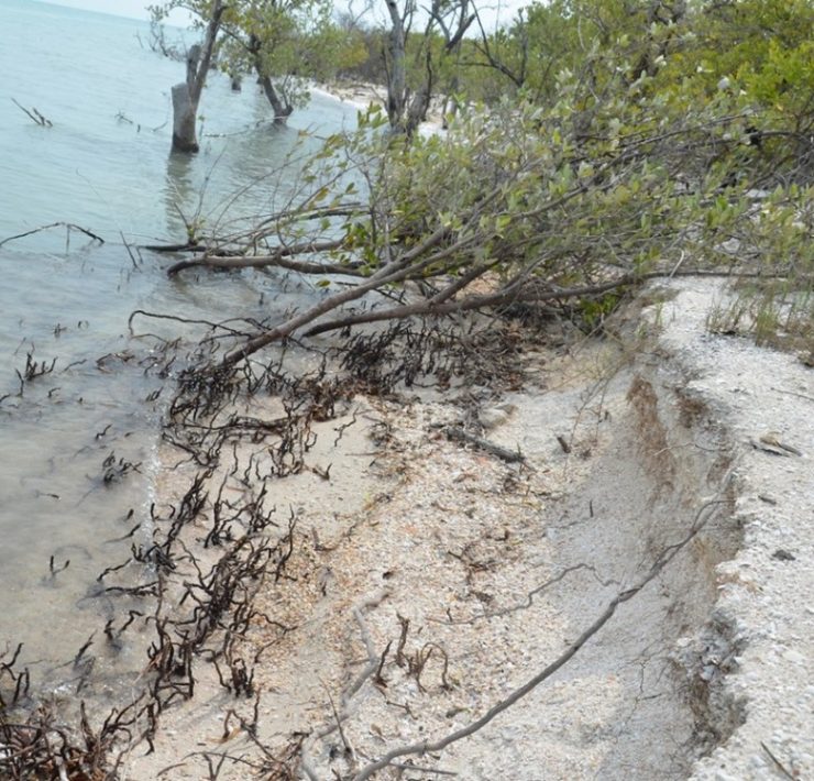 Restauración de manglares pueden contribuir a resolver parte del calentamiento global