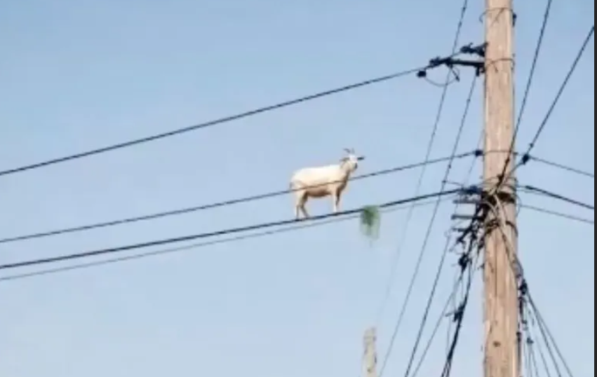 El asombroso instinto de las cabras
