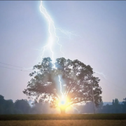 ¿Un árbol que electrocuta? El Choibá, el árbol que usa rayos para sobrevivir