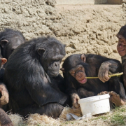 Grupo de chimpancés bebiendo alcohol deja a científicos sin palabras