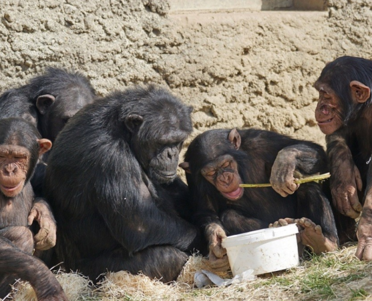 Grupo de chimpancés bebiendo alcohol deja a científicos sin palabras