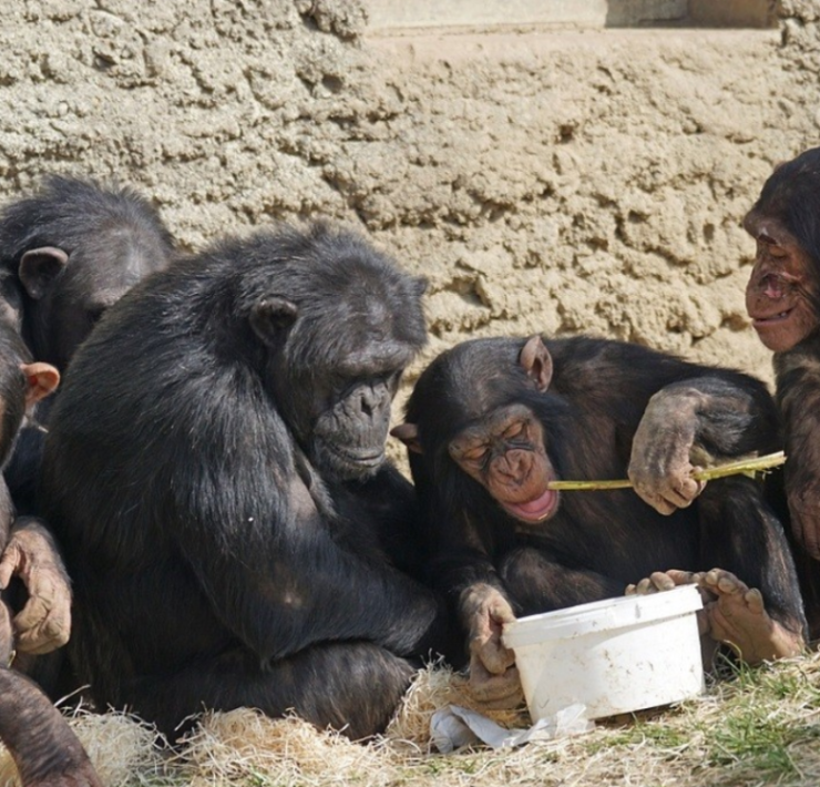 Grupo de chimpancés bebiendo alcohol deja a científicos sin palabras