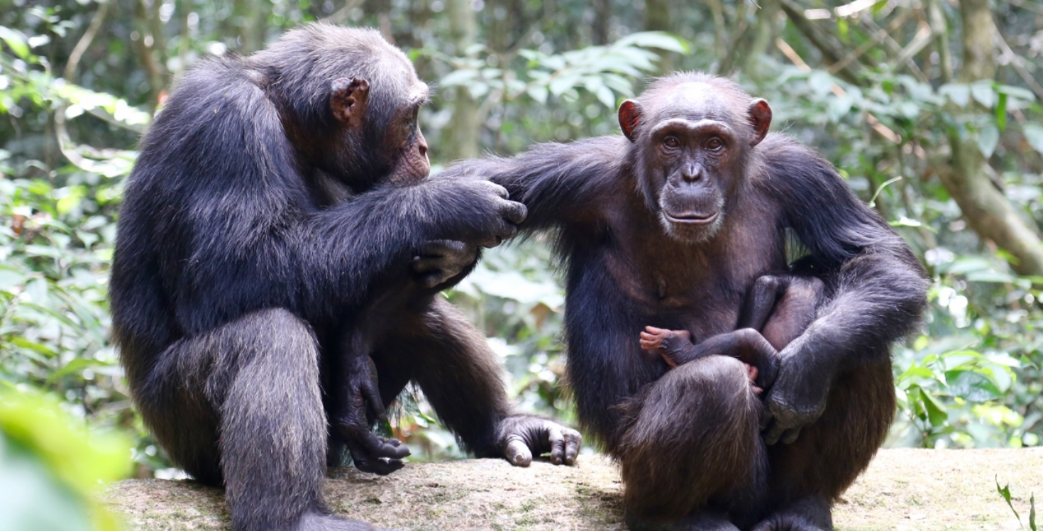 Impacto del hallazgo en la ciencia del comportamiento animal