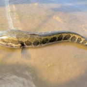 ¡Alerta por peces invasores que caminan y ya están en EEUU!