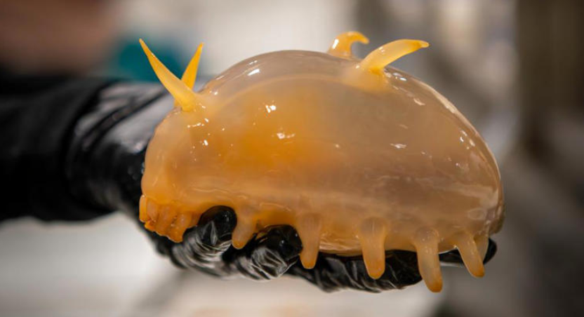 El cerdo marino: habitante del abismo