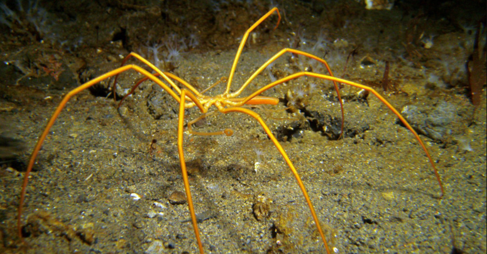 Araña de mar: ¿insecto o crustáceo?