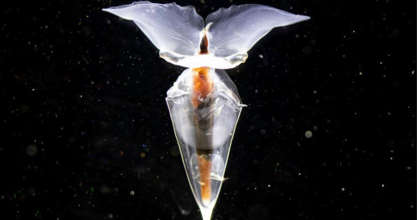 ¡Científicos hallan extrañas criaturas marinas que parecen de otro planeta!