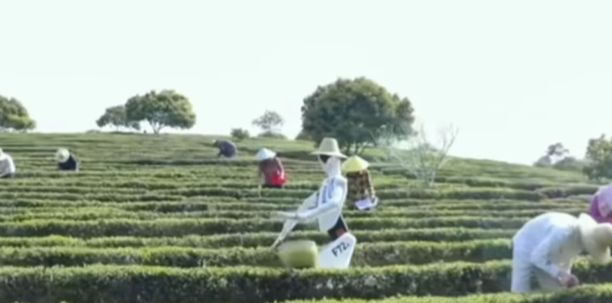 Inteligencia artificial al servicio del campo