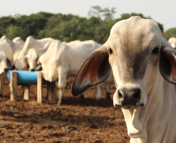 Causa de muerte de ganado en Huimanguillo