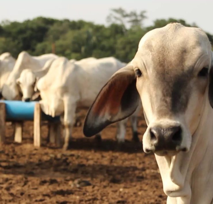 Causa de muerte de ganado en Huimanguillo