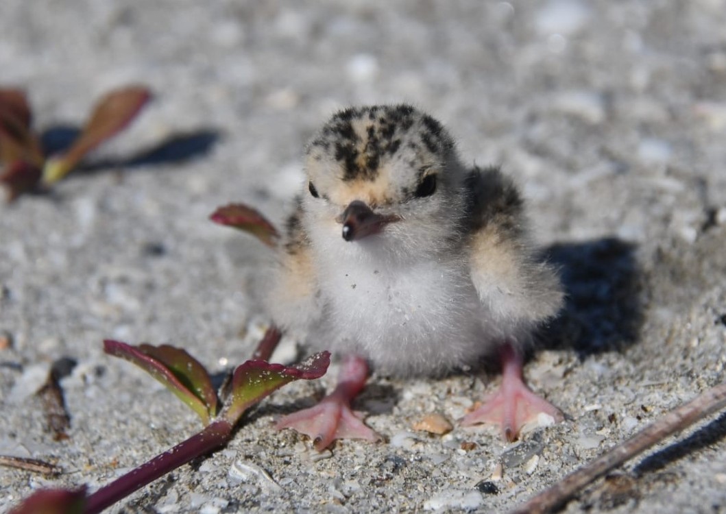 Inicia temporada de anidación del charrán mínimo