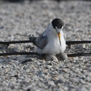 Inicia temporada de anidación del charrán mínimo