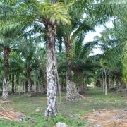 Vivero de palmas de aceite piden productores de Sabancuy
