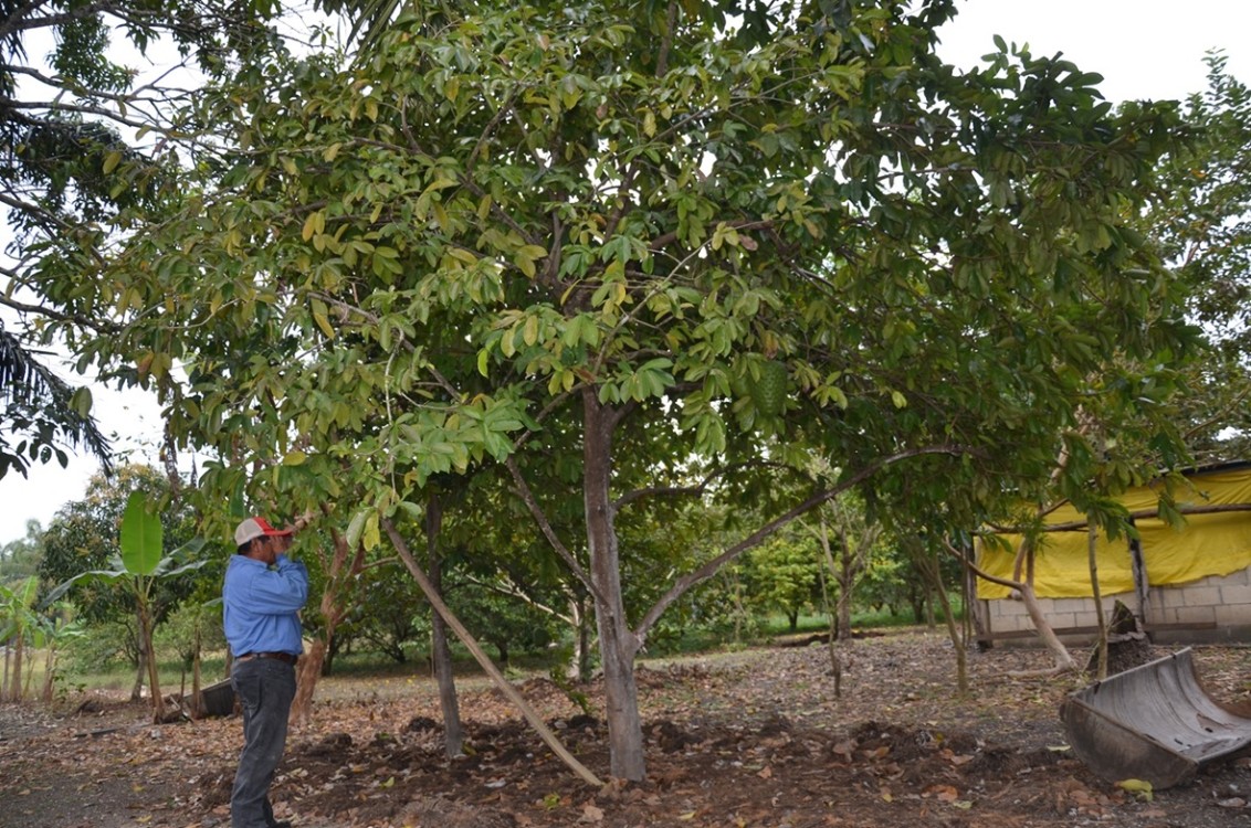 Vivero de palmas de aceite piden productores de Sabancuy