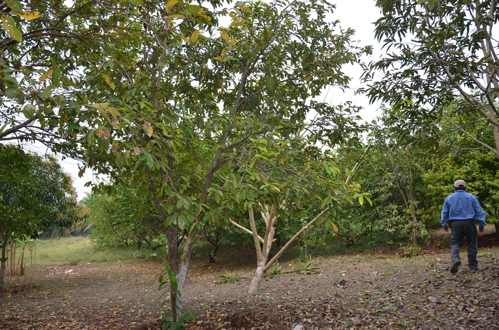 Sistema de riego en parcelas hará producir el campo campechano