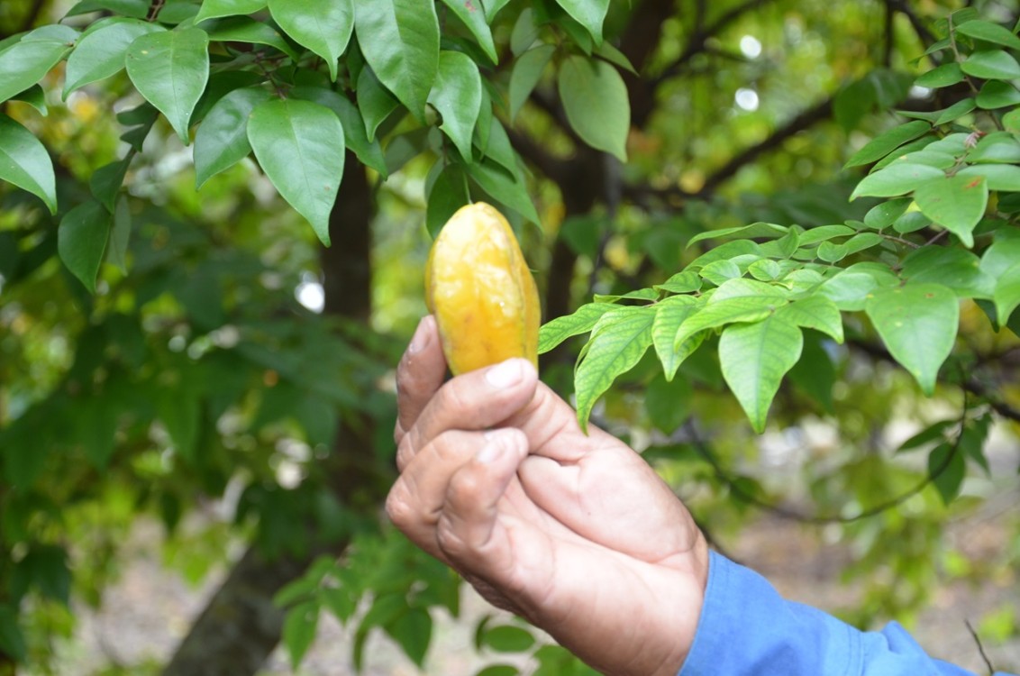 Sistema de riego en parcelas hará producir el campo campechano