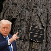 ¡Trump Talará un Árbol de 200 Años! La Controversia Crece