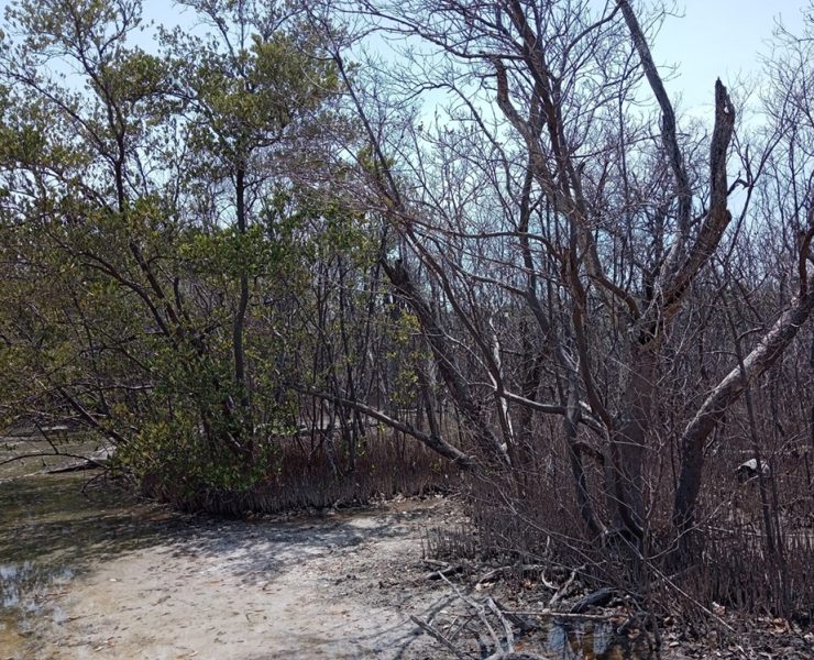 Se están secando los manglares en el municipio de Carmen