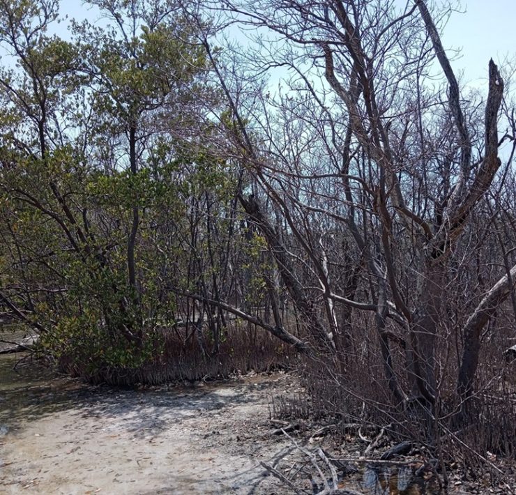 Se están secando los manglares en el municipio de Carmen
