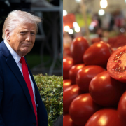 Nueva ofensiva arancelaria de Trump contra el tomate mexicano reaviva tensiones comerciales