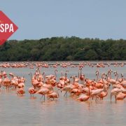 (Videos) Parador Turístico de Celestún listo para recibir a los turistas, aventura, naturaleza, y flamencos te esperan