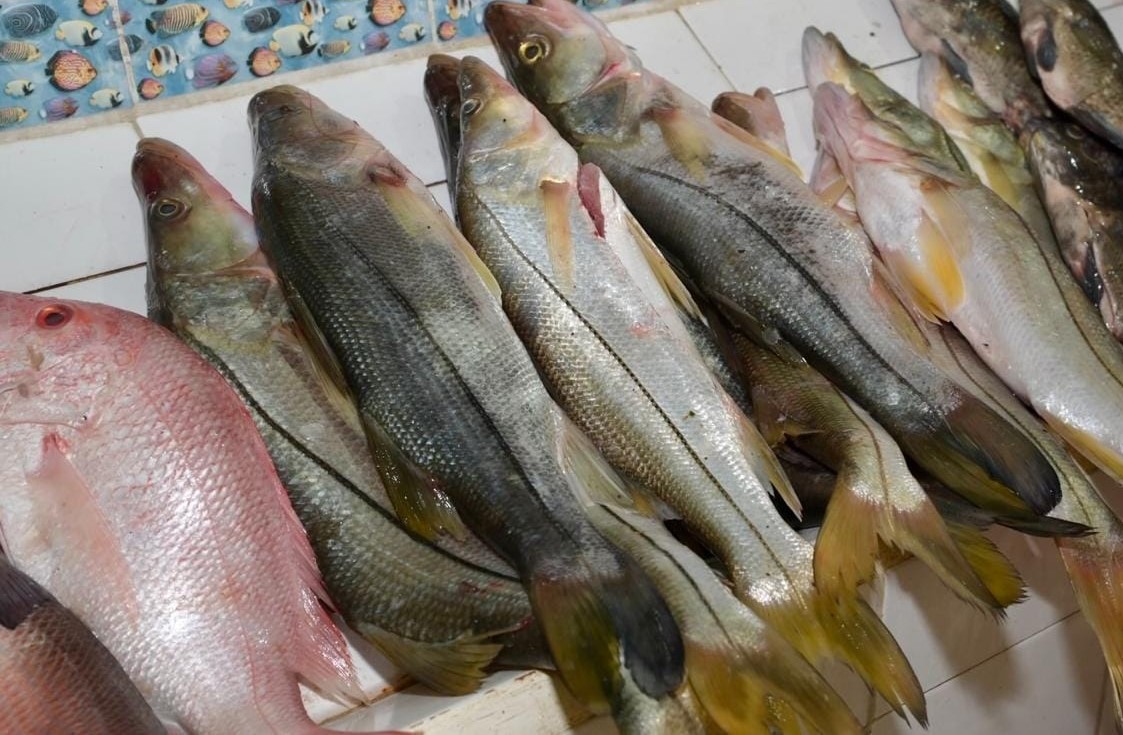Falta de coordinación para frenar la pesca furtiva en la Laguna de Términos