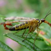 Temporada Alacrán con alas en México: ¿Qué es?