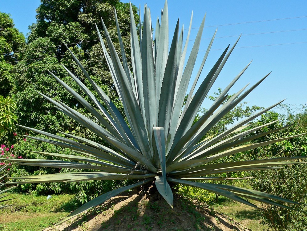 ¿Por qué el Agave es la Clave para Combatir la Sequía?