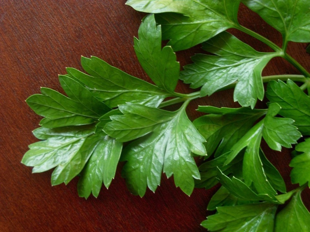 1. El poder del perejil: un remedio natural contra el mal aliento