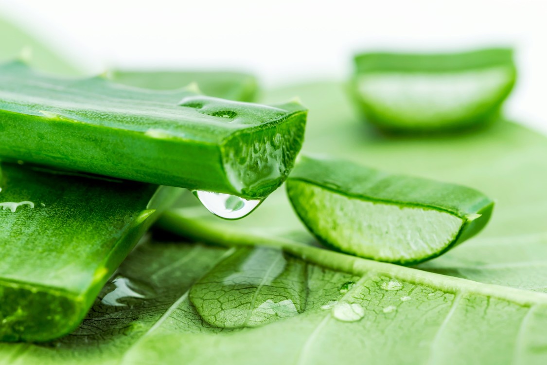 1. Aloe Vera: El Hidratante Natural por Excelencia