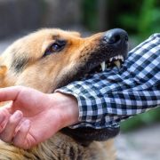 casos de rabia en humanos