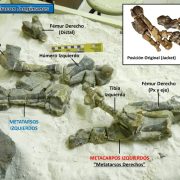 Nuevos Fósiles en Coahuila Revelan Un Dinosaurio Desconocido