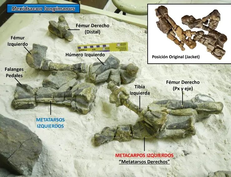 Nuevos Fósiles en Coahuila Revelan Un Dinosaurio Desconocido