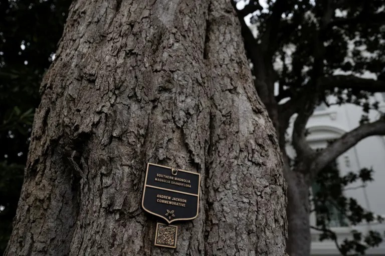 La tala del árbol de 200 años: ¿Por qué Trump lo hará?