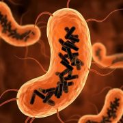 Impactante hallazgo: nueva entidad biológica en nuestro cuerpo