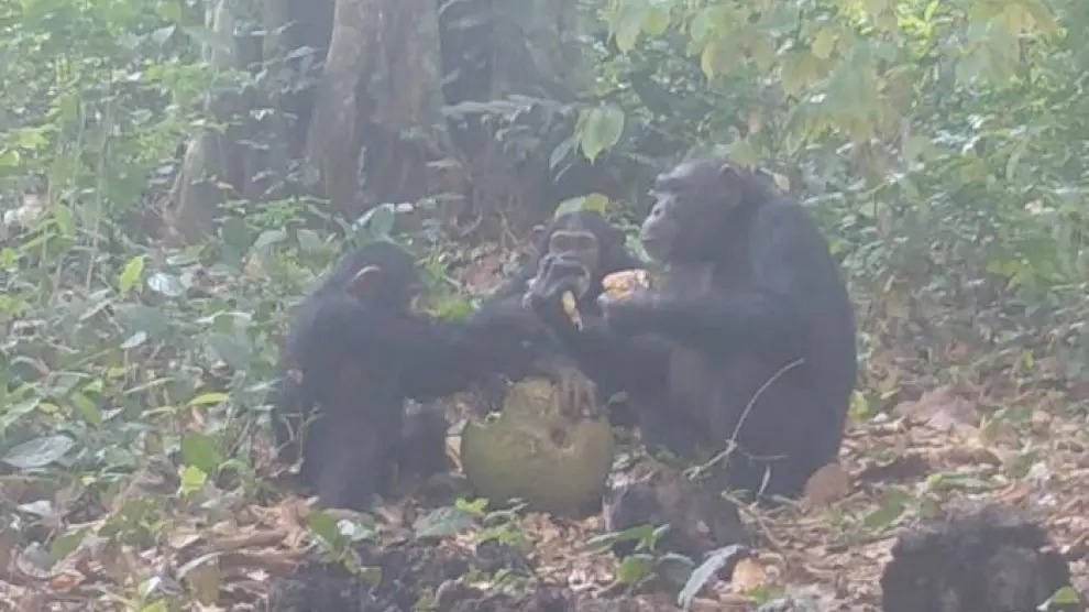 ¿Por qué este grupo de chimpancés bebe alcohol?