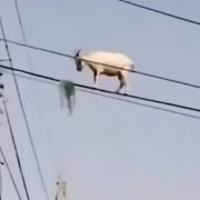 Captan a una cabra sobre cables de luz mientras comía hierba