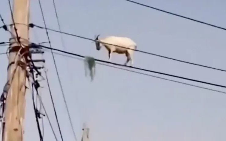 Captan a una cabra sobre cables de luz mientras comía hierba