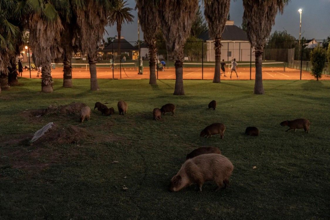 ¿Qué medidas se están tomando frente al crecimiento desmedido?